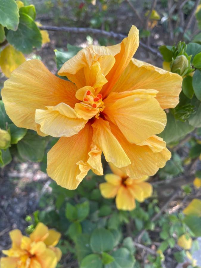 Finca Limoneros Lägenhet Alora Exteriör bild